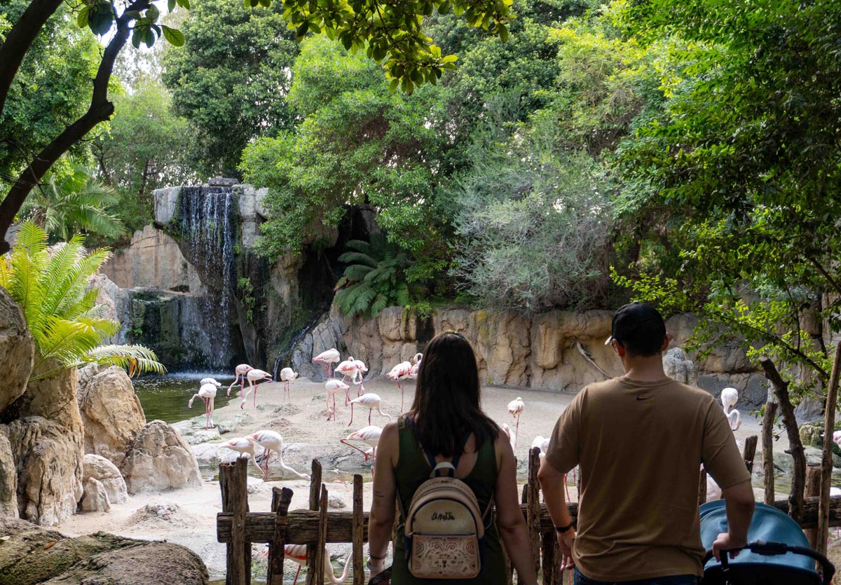 Agosto 2024 -Visitantes y flamencos - Bioparc Valencia